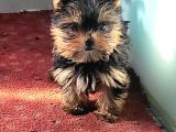 Safkan Irk Garantili Yorshire Terrier Yavrularımız