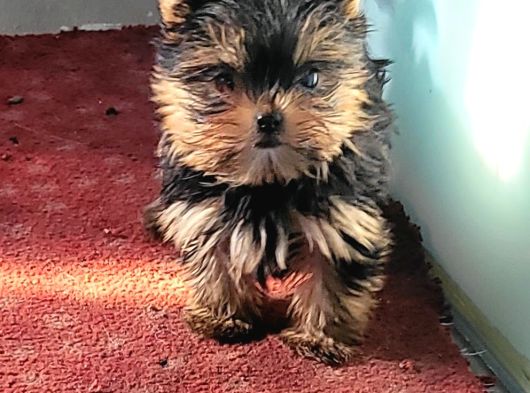 Safkan Irk Garantili Yorshire Terrier Yavrularımız görsel