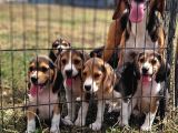 Safkan Irk Garantili Beagle Yavrularımız