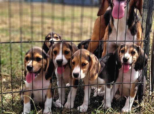 Safkan Irk Garantili Beagle Yavrularımız görsel