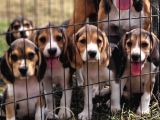 Safkan Irk Garantili Beagle Yavrularımız