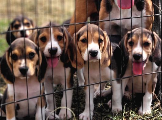Safkan Irk Garantili Beagle Yavrularımız görsel
