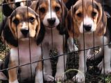 Safkan ırk garantili beagle yavrularımız