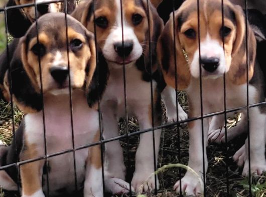 Safkan Irk Garantili Beagle Yavrularımız