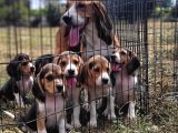 Safkan Irk Garantili Beagle Yavrularımız