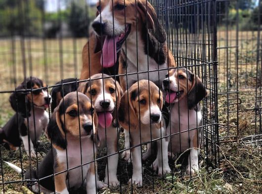 Safkan Irk Garantili Beagle Yavrularımız görsel
