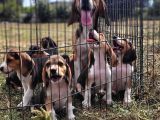 Safkan Irk Garantili Beagle Yavrularımız