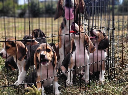 Safkan Irk Garantili Beagle Yavrularımız görsel