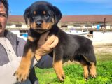 Safkan Irk Garantili Rottwiler Yavrularımız