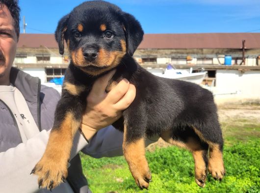Safkan Irk Garantili Rottwiler Yavrularımız görsel