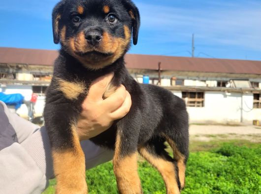 Safkan Irk Garantili Rottwiler Yavrularımız görsel
