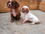 Safkan ırk garantili king charles cavalier yavruları