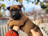 Savkan Irk Garantili Belçika Kurdu Yavruları Malinois