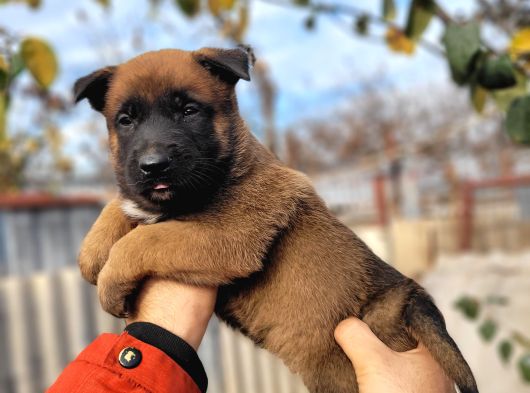 Savkan Irk Garantili Belçika Kurdu Yavruları Malinois görsel