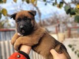 Savkan Irk Garantili Belçika Kurdu Yavruları Malinois