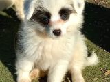Spitz yavrular
