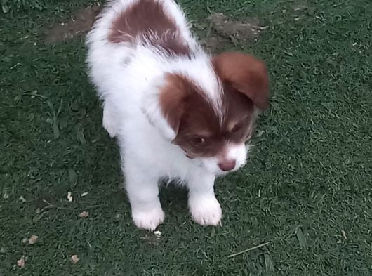 Morki Yavru Dişi görsel