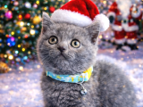 British shorthair blue ve blurpoint yavrular