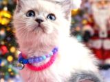 British Shorthair Blue Ve Blurpoint Yavrular