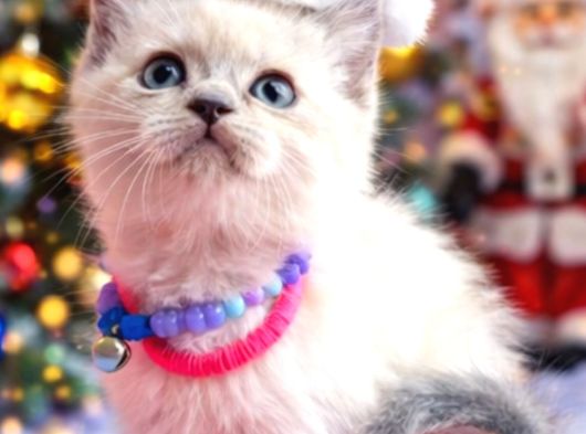 British Shorthair Blue Ve Blurpoint Yavrular görsel