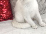 Kar Beyaz Shorthair Mavi Gözlü Prenses