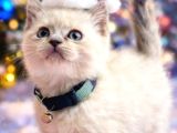 British Shorthair Blue Ve Blurpoint Yavrular