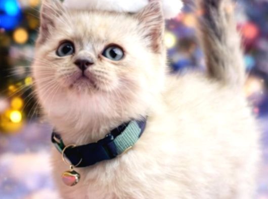 British Shorthair Blue Ve Blurpoint Yavrular görsel