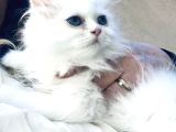 Kar Bey Longhair Yakışıklım