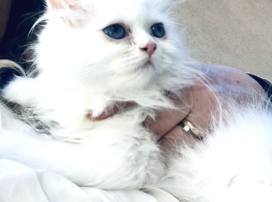 Kar Bey Longhair Yakışıklım görsel