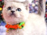 British Shorthair Blue Ve Blurpoint Yavrular