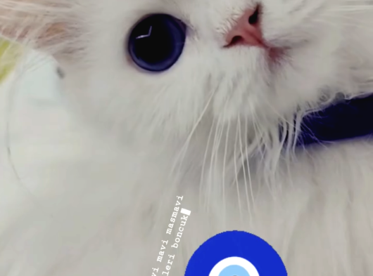 Kar Bey Longhair Yakışıklım görsel