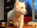Burkemden son özel yavru