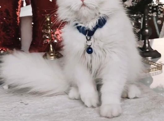 Kar Bey Longhair Yakışıklım