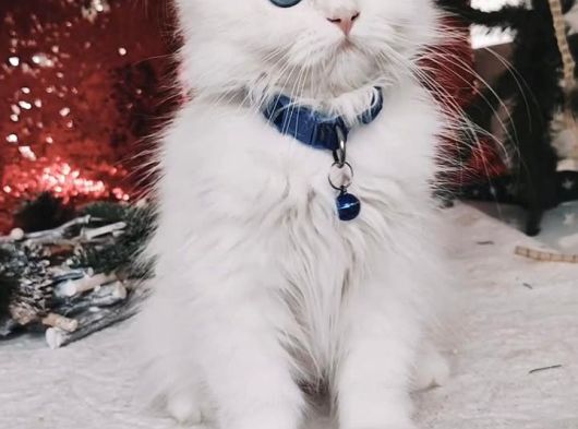 Kar Bey Longhair Yakışıklım görsel
