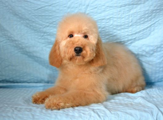 Doodle Bebekleri̇mi̇z Yeni̇ Ai̇leleri̇ni̇ Bekli̇yorlar görsel