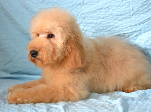 Doodle Bebekleri̇mi̇z Yeni̇ Ai̇leleri̇ni̇ Bekli̇yorlar