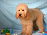 Doodle Bebekleri̇mi̇z Yeni̇ Ai̇leleri̇ni̇ Bekli̇yorlar
