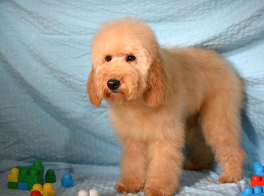 Doodle Bebekleri̇mi̇z Yeni̇ Ai̇leleri̇ni̇ Bekli̇yorlar görsel
