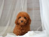 MİNİ MİNİ MALTİPOO BEBEKLER