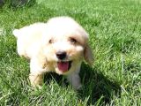 En Sevi̇mli̇ Malti̇poo Yavrulari Istanbul