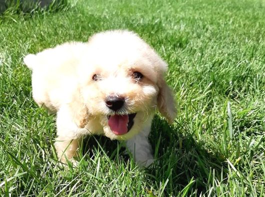 En Sevi̇mli̇ Malti̇poo Yavrulari Istanbul görsel