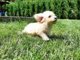 En Sevi̇mli̇ Malti̇poo Yavrulari Istanbul