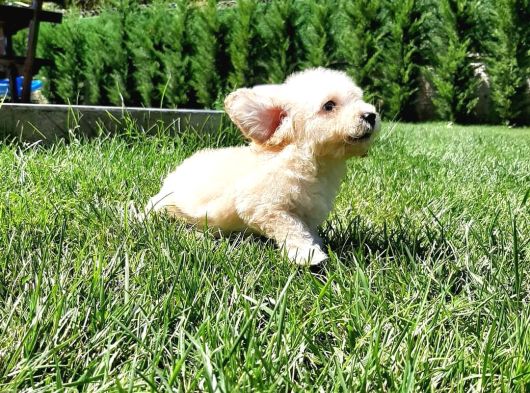 En Sevi̇mli̇ Malti̇poo Yavrulari Istanbul görsel