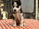 Safkan ırk garantili husky sibirya kurdu yavrularımız
