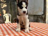 Safkan Irk Garantili Husky Sibirya Kurdu Yavrularımız