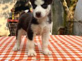 Safkan Irk Garantili Husky Sibirya Kurdu Yavrularımız