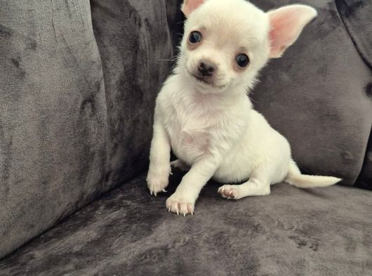 Safkan Irk Garantili Chihuahua Yavrularımız görsel