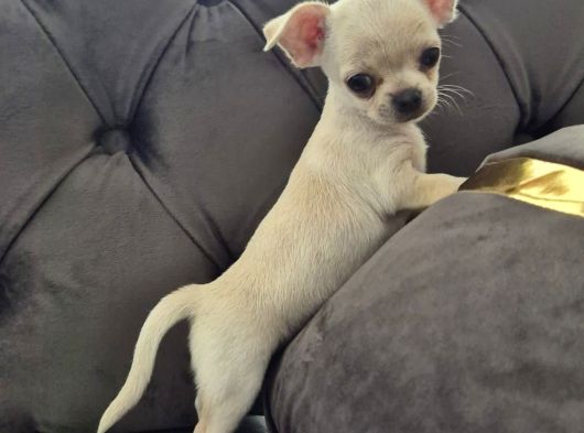 Safkan Irk Garantili Chihuahua Yavrularımız görsel