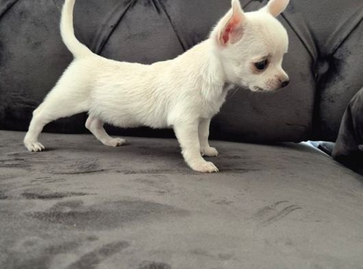 Safkan Irk Garantili Chihuahua Yavrularımız