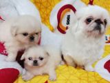 Safkan Irk Garantili Pekines Yavrularımız